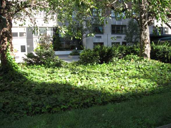 trees and foliage on Park Ave.)