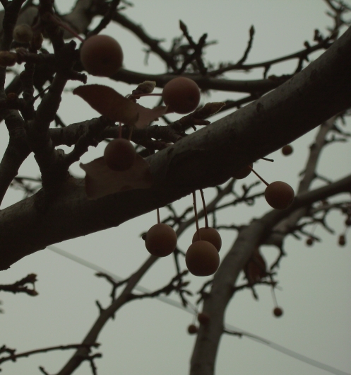 tiny pears on a tree in Brooklyn